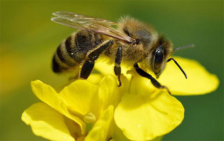 فيتامينات النحل