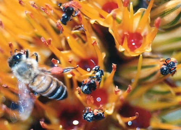 كيفية تقوية طرود النحل
