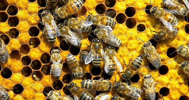 كيف تجعل النحل يتكاثر