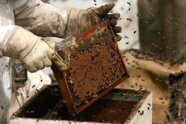زيادة إنتاج العسل
