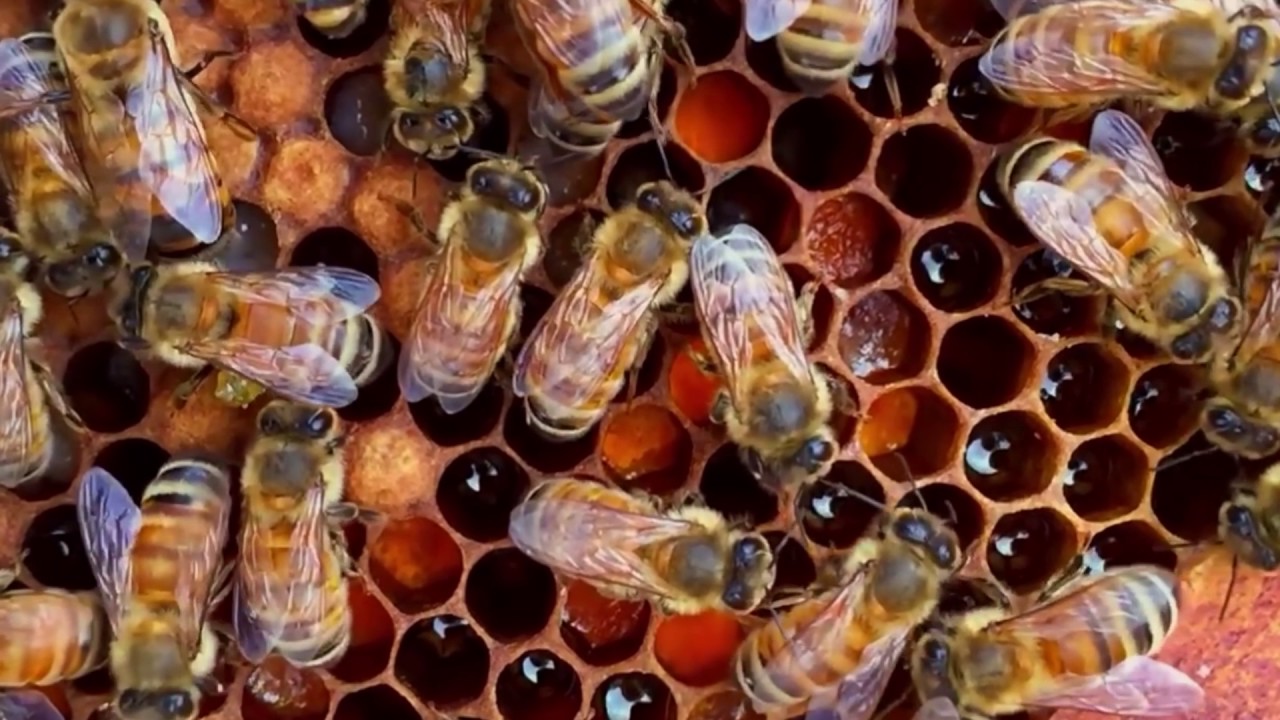 أمراض النحل في فصل الصيف