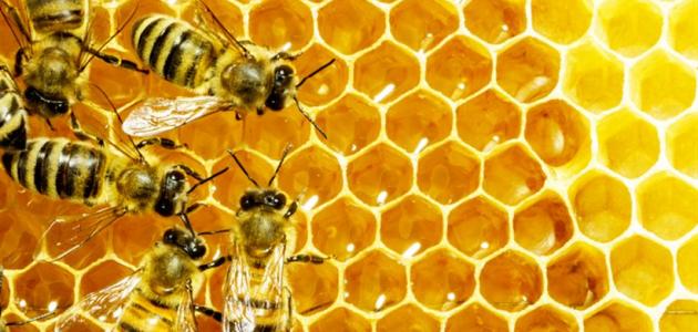 علاج النحل الزاحف