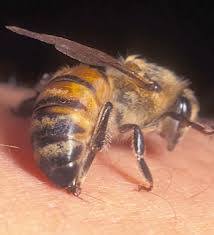 اسهال النحل