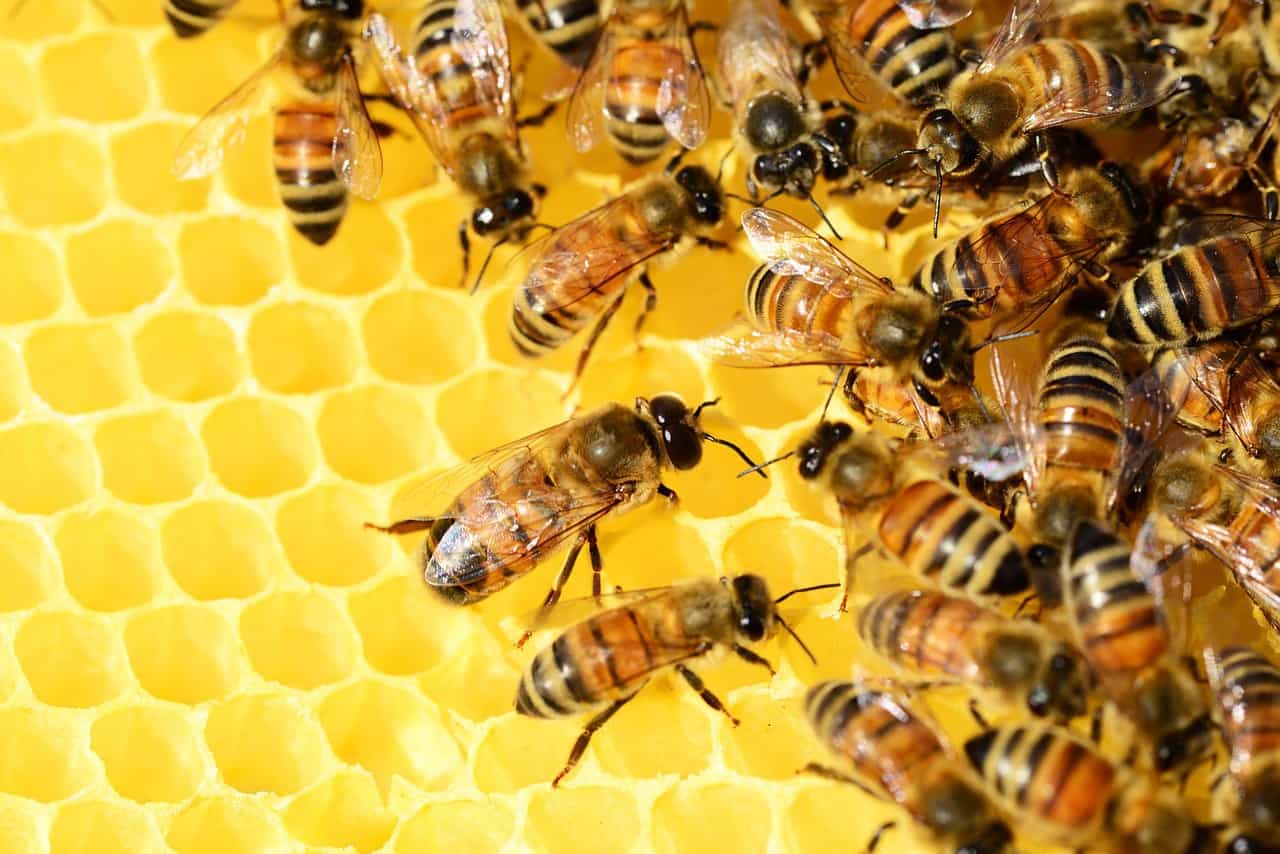أمراض النحل في فصل الشتاء