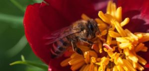تغذية النحل بالتمر